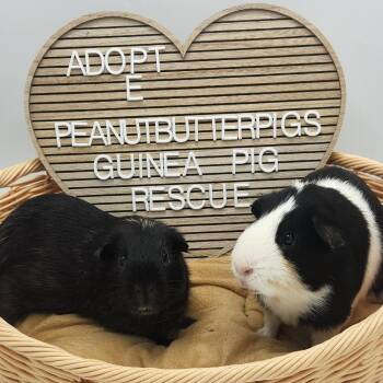 Rescue Guinea Pig Guinea Pigs for Adoption in Angleton, Texas - Alder & Willow | PetCurious